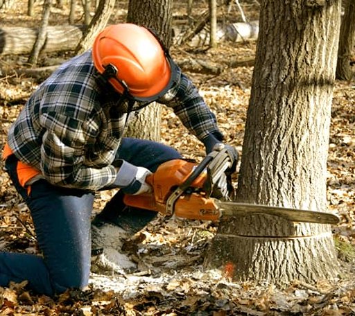 Tree Removal in Eupora, MS